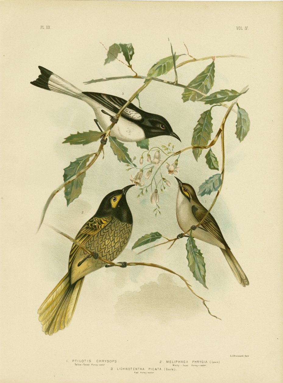 Gulansigtet honningæder, 1891 af Gracius Broinowski