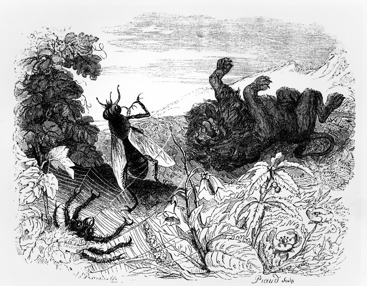 The Lion and the Gnat, illustration til 