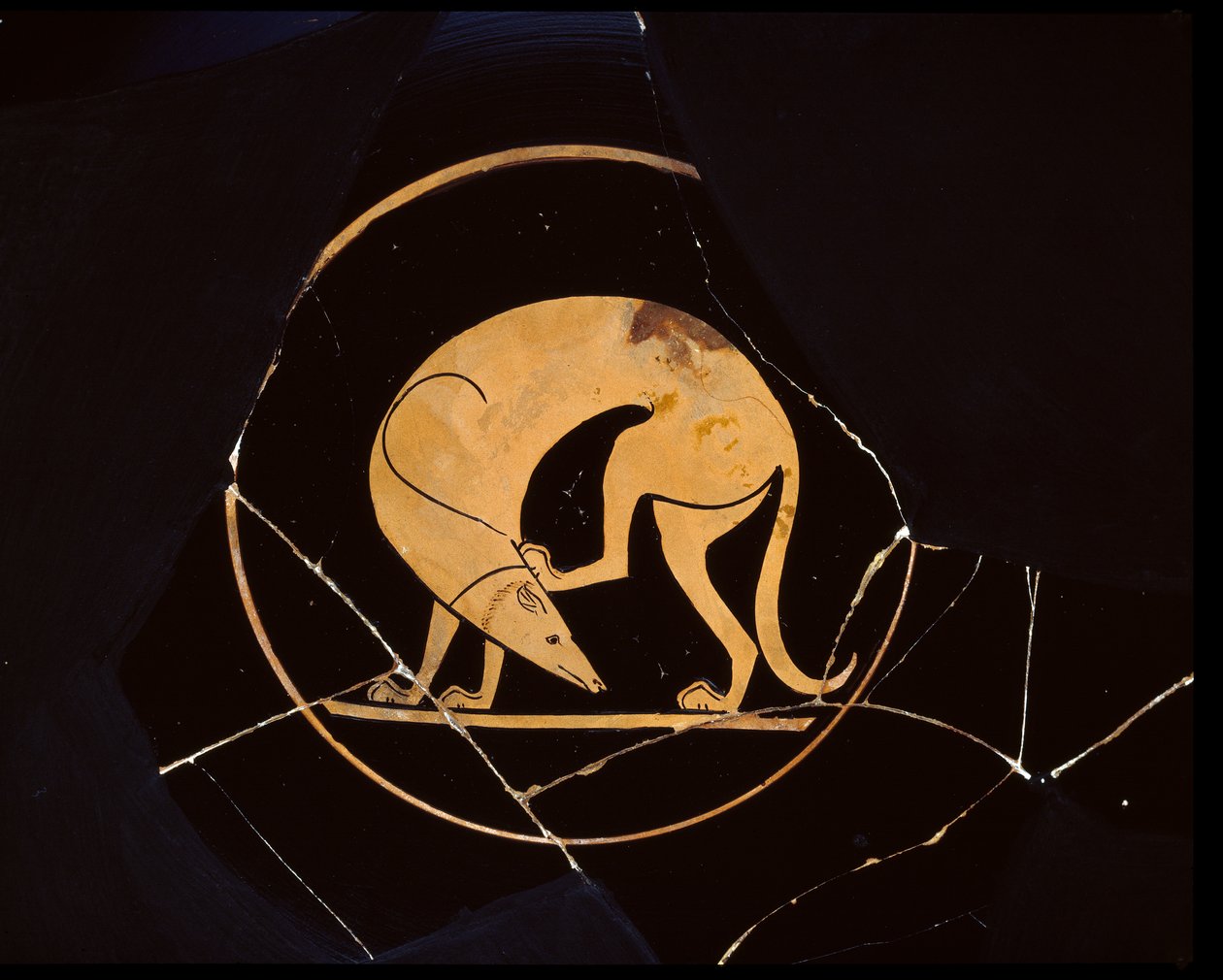 Attisk bæger med røde figurer, detalje af en lakonisk hund, der klør sig på hovedet, af Euergides-maleren, ca. 500 f.Kr. keramik af Greek