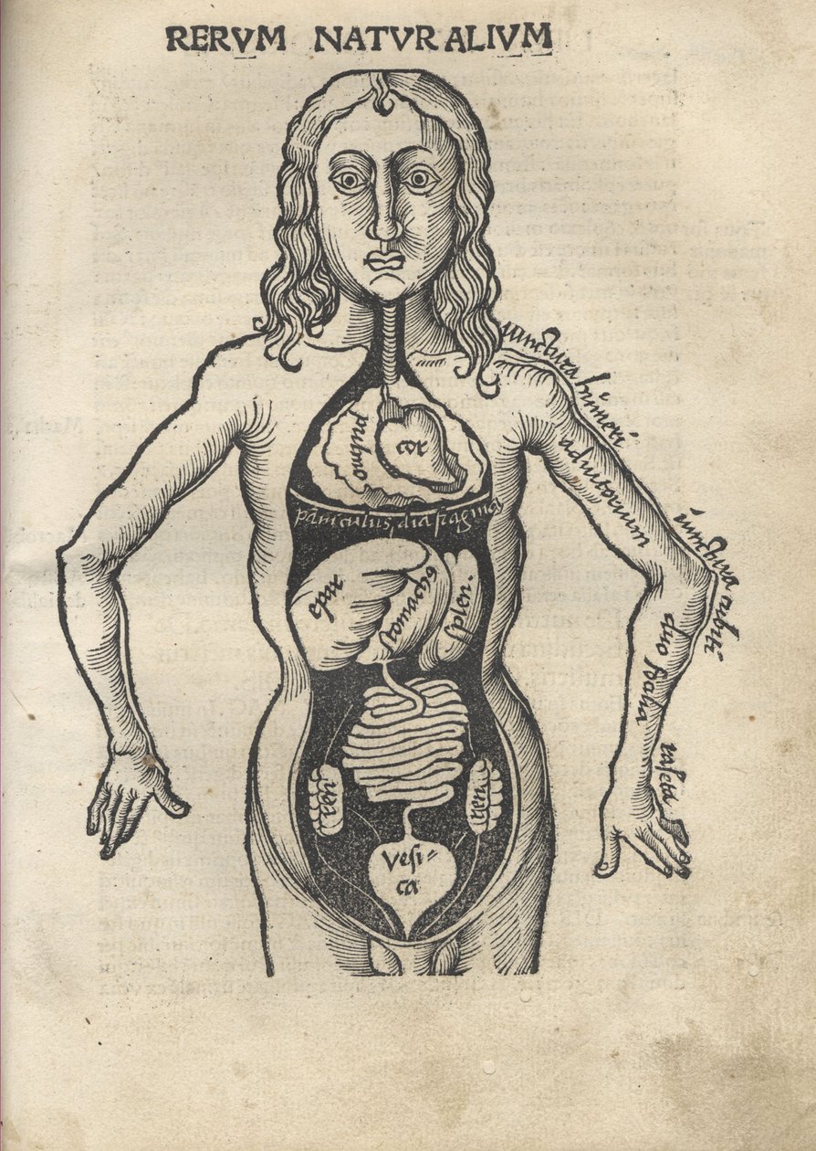 Margarita filosofisk Anatomi, 1504 af Gregor Reisch