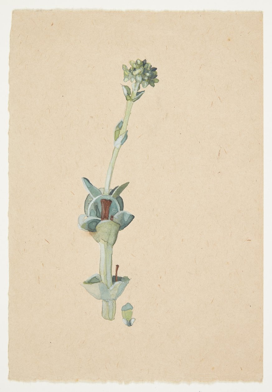 Studie af en blomst af Gudrun Traustedt