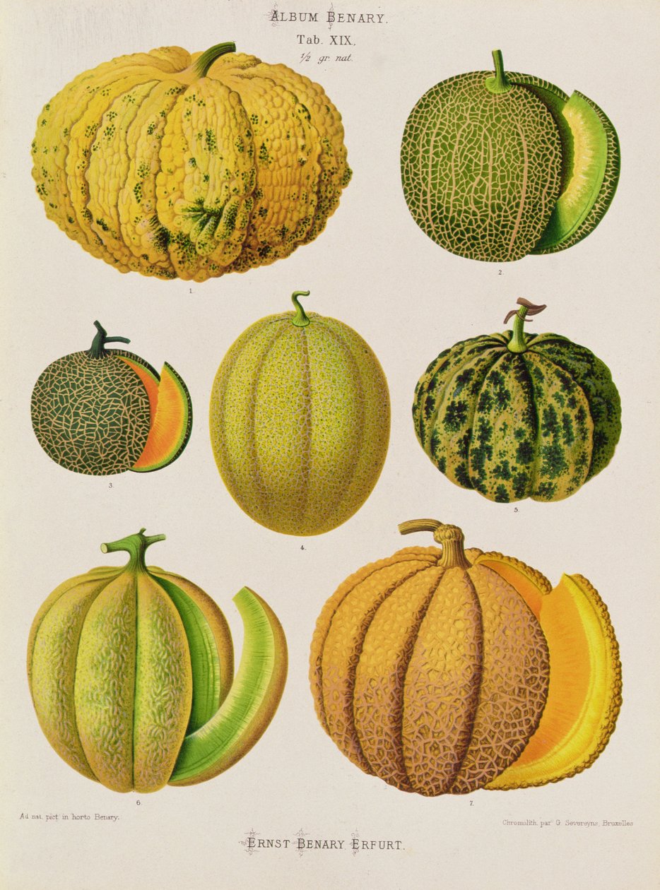 Melonit: Tab. XIX, Benary-albumista af Guillaume Severeyns