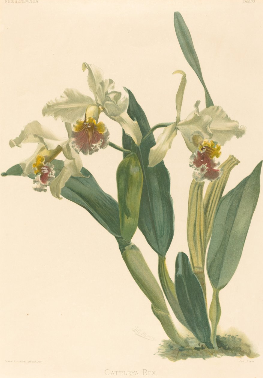 Cattleya Rex af Gustav Leutzsch after Henry George Moon