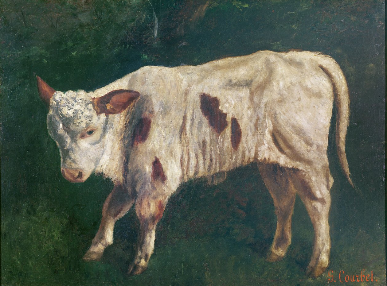 En kalv af Gustave Courbet
