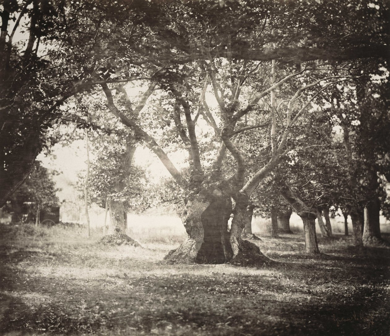 Træ, Fontainebleau -skov af Gustave Le Gray