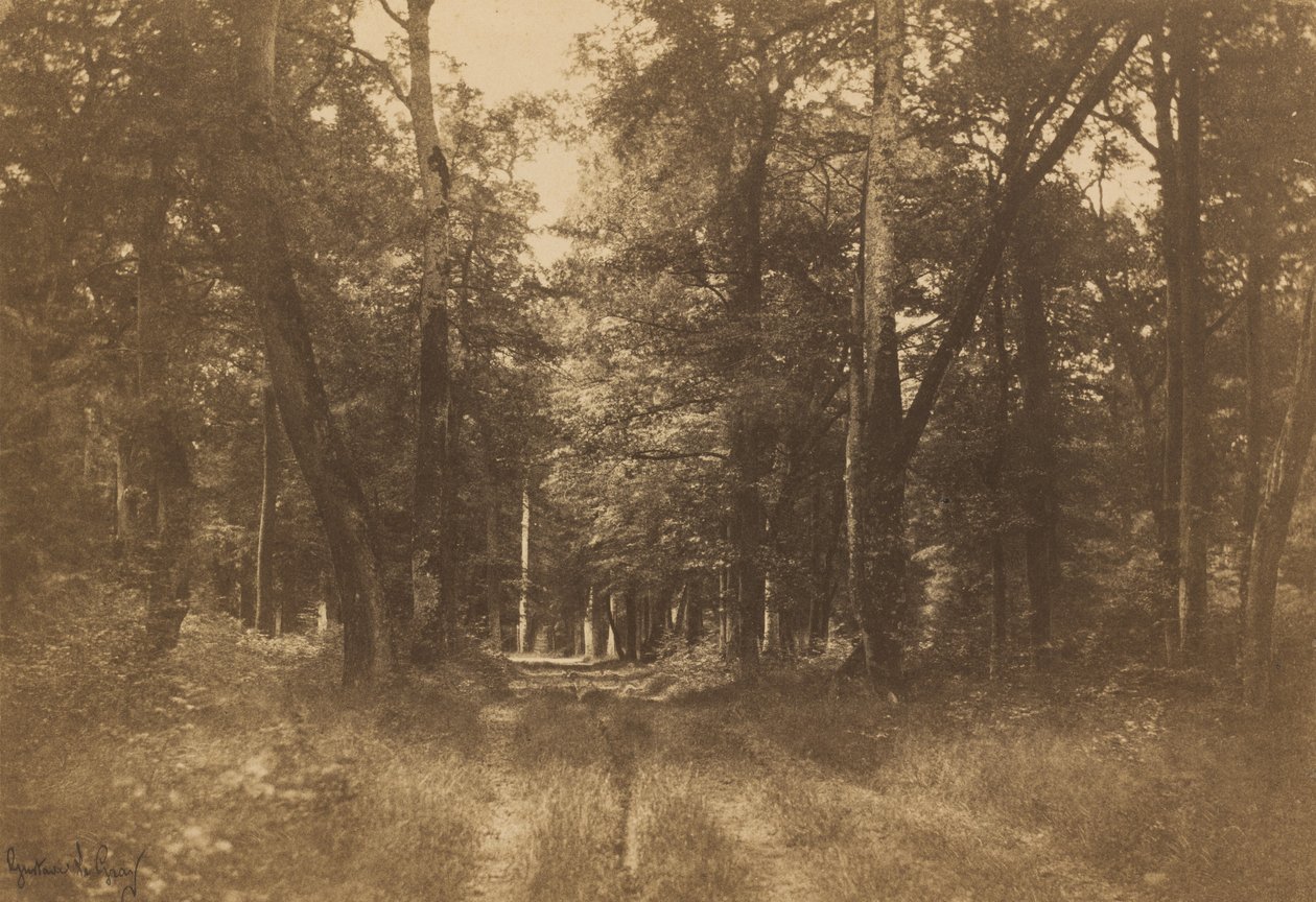 Bas-Bréau, Fontainebleaus skov, 1849-1852. af Gustave Le Gray