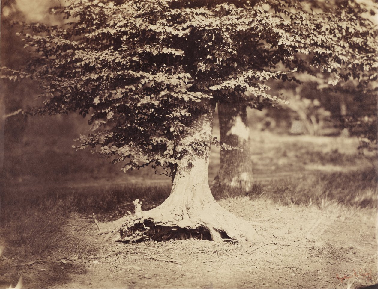 Bøgetræet af Gustave Le Gray