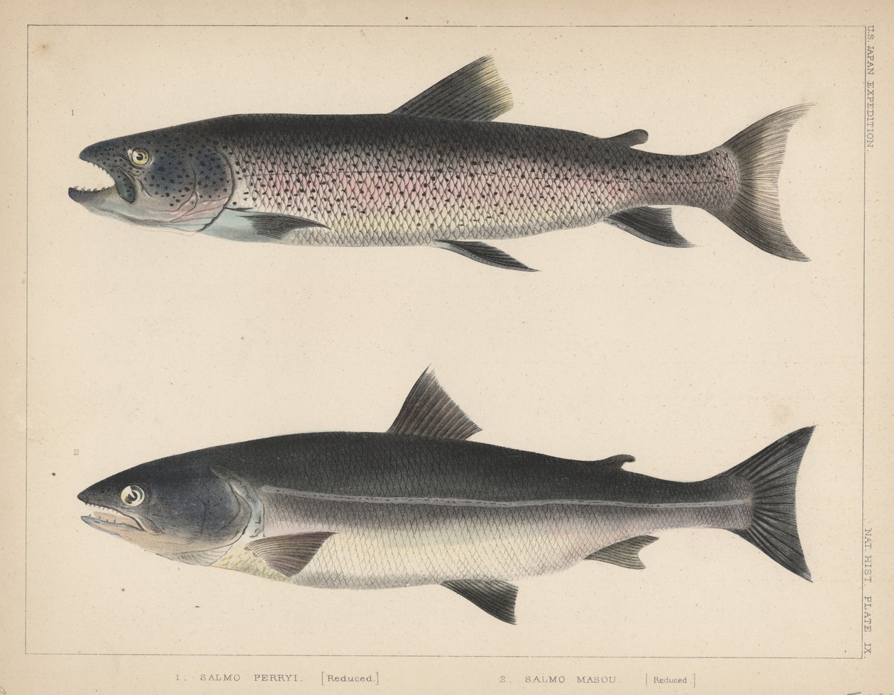 1. Salmo Perryi (reduceret), 2. Salmo Masou (reduceret), 1855 af H. Patterson