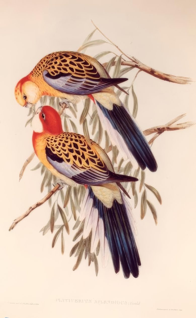 SPLENDID PLATECER af H.C. Richter