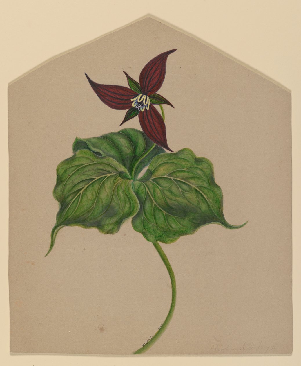 Bourgogne rød blomst af H. Lynde