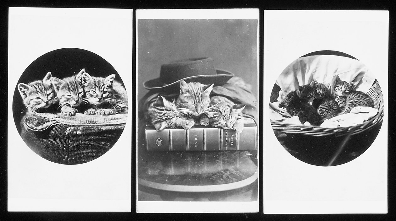 The Brighton Cats, visitkort, 1860