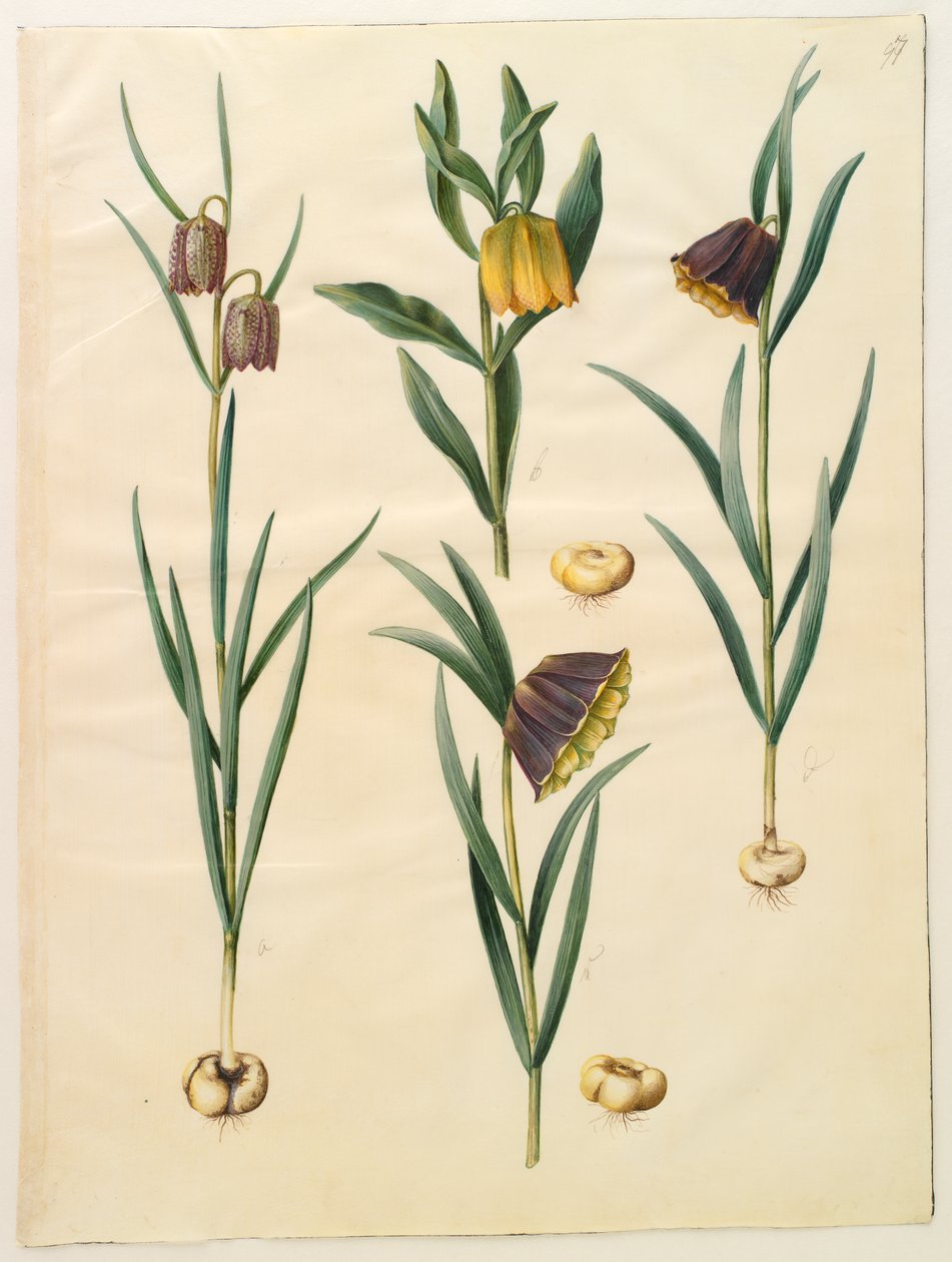 Fritillaria meleagris; Fritullaria lutea eller Fritullaria latifolia var lutea; Fritillaria pyrenaica af Hans Simon Holtzbecker