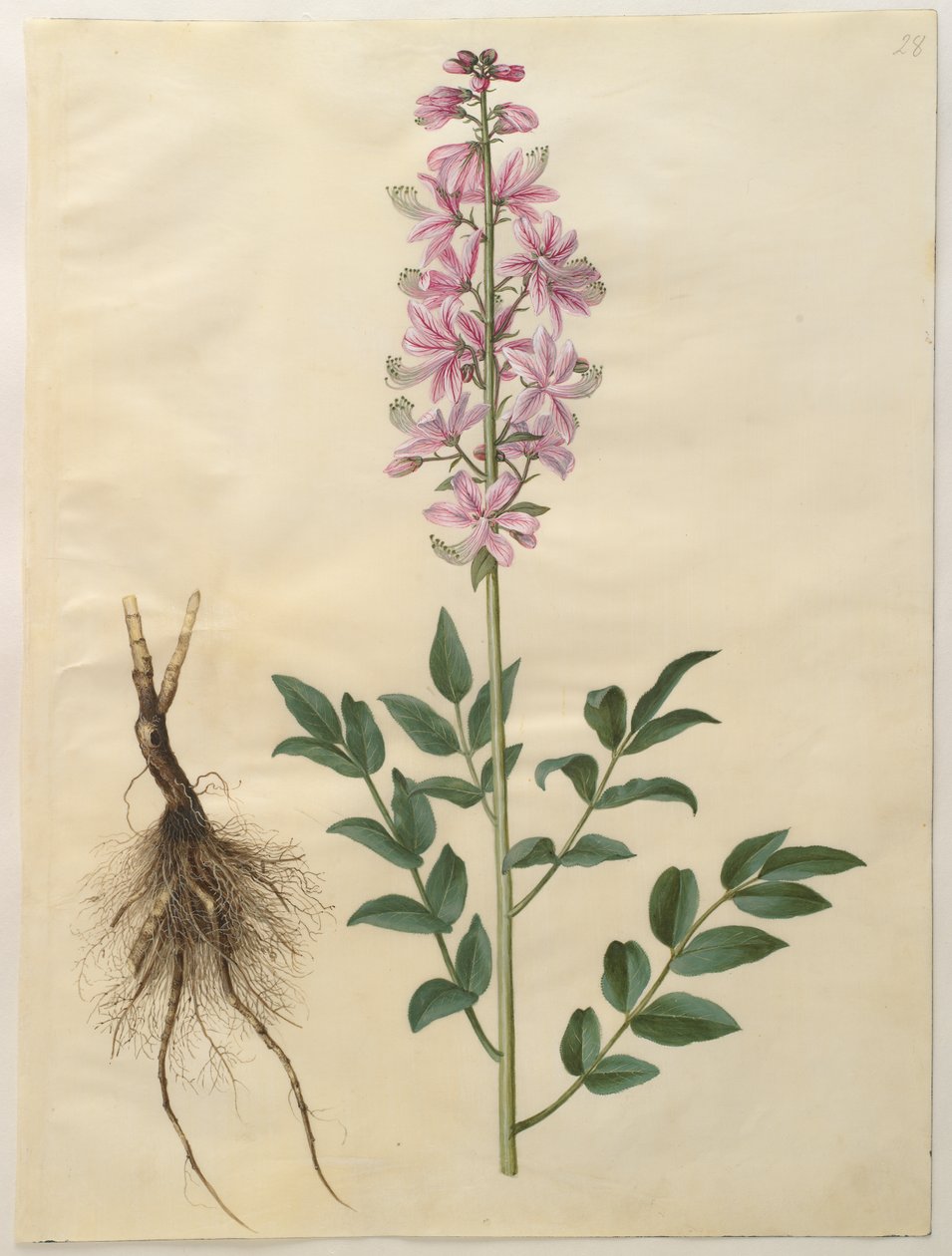 Dictamnus albus af Hans Simon Holtzbecker