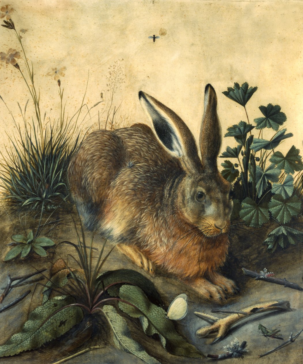 Hare af Hans Hoffmann