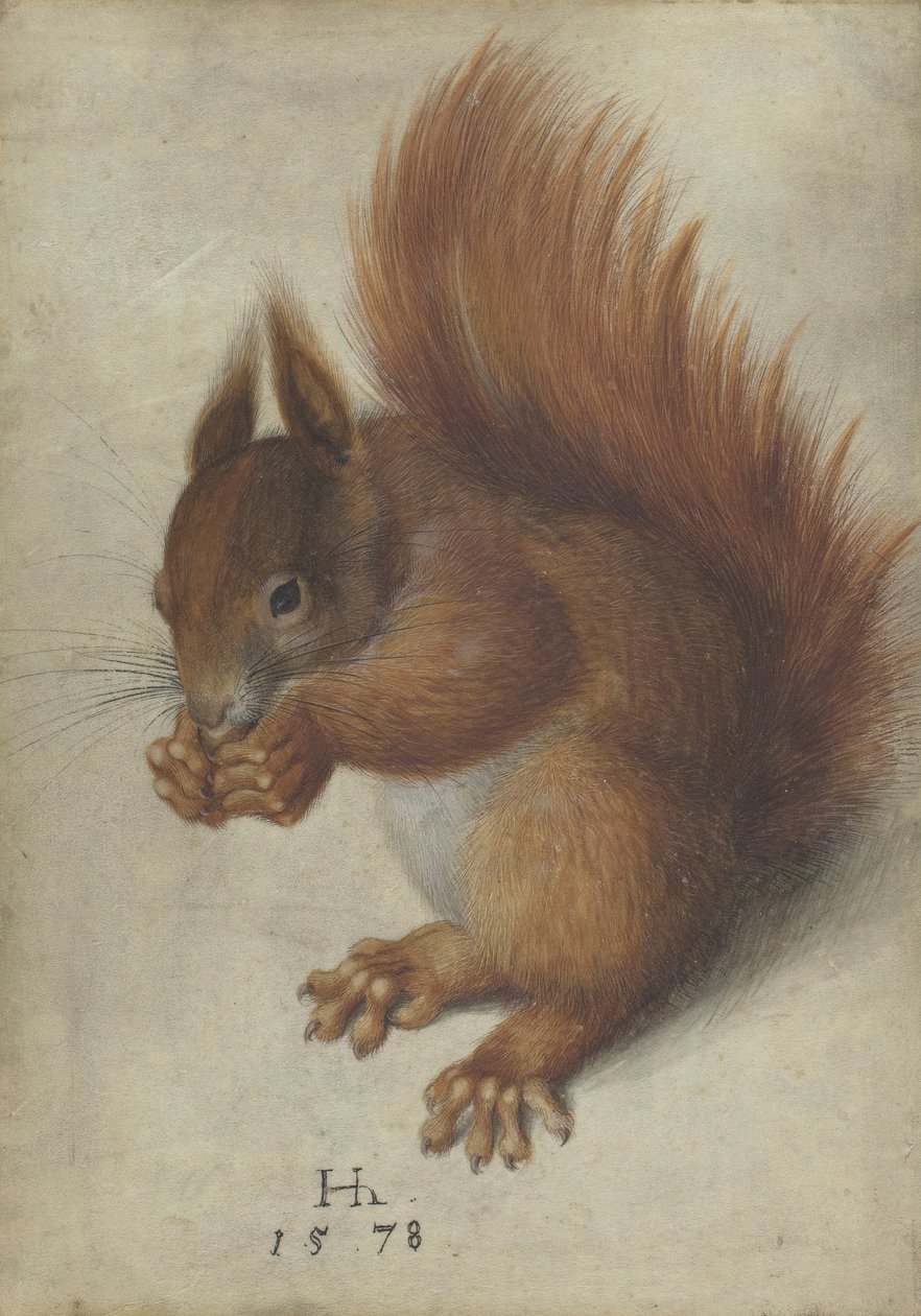 Rødt egern af Hans Hoffmann