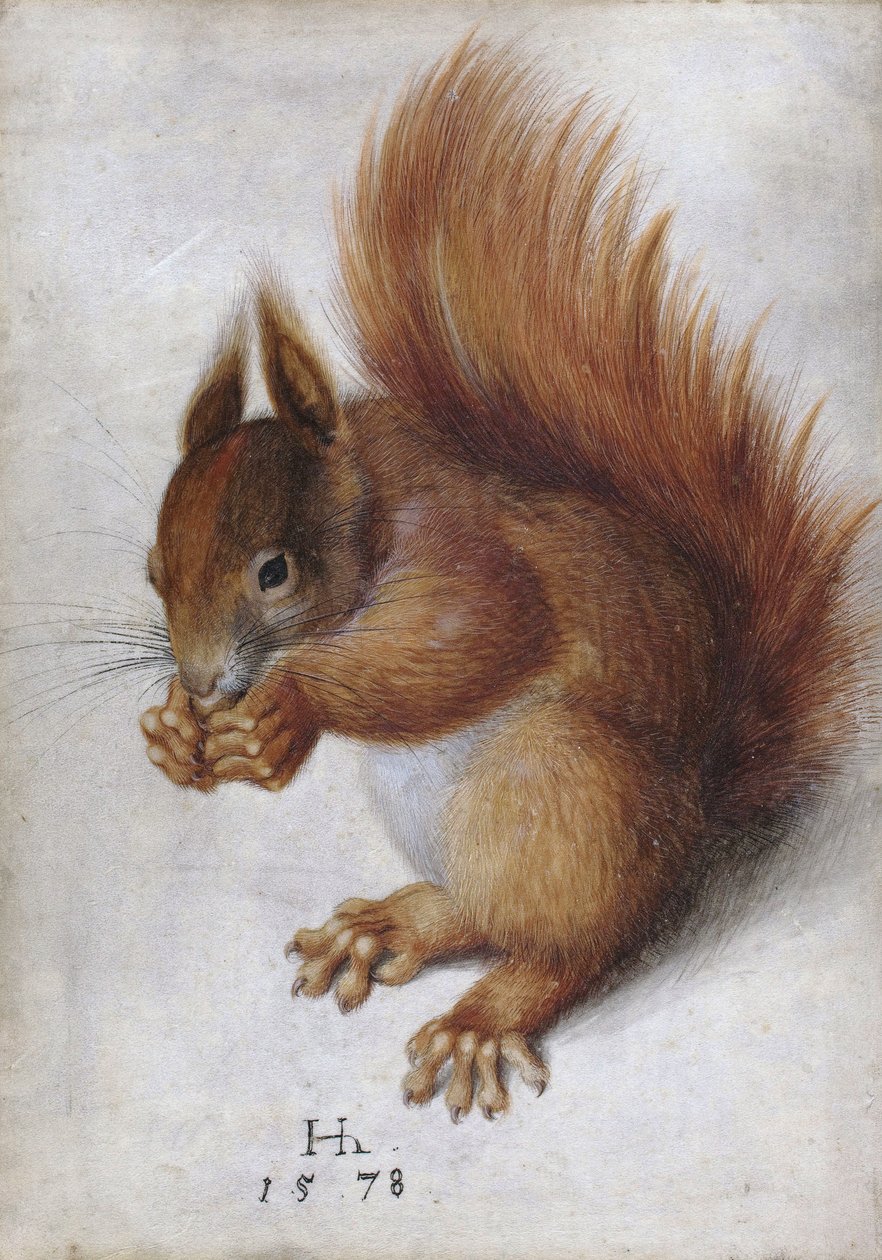 Rødt egern af Hans Hoffmann