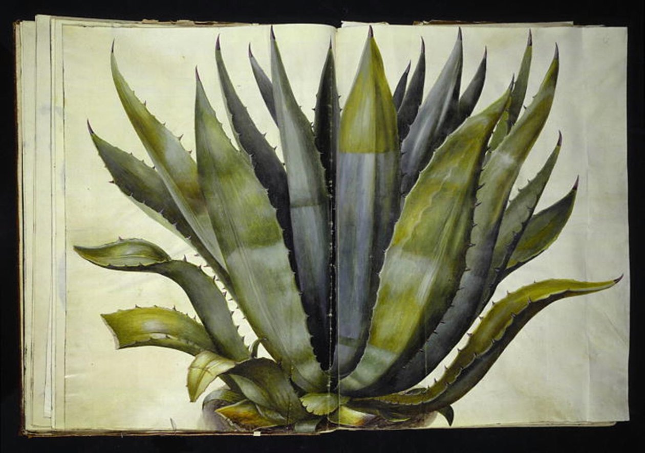 Agave americana (almindelig agave) af Hans Simon Holtzbecker