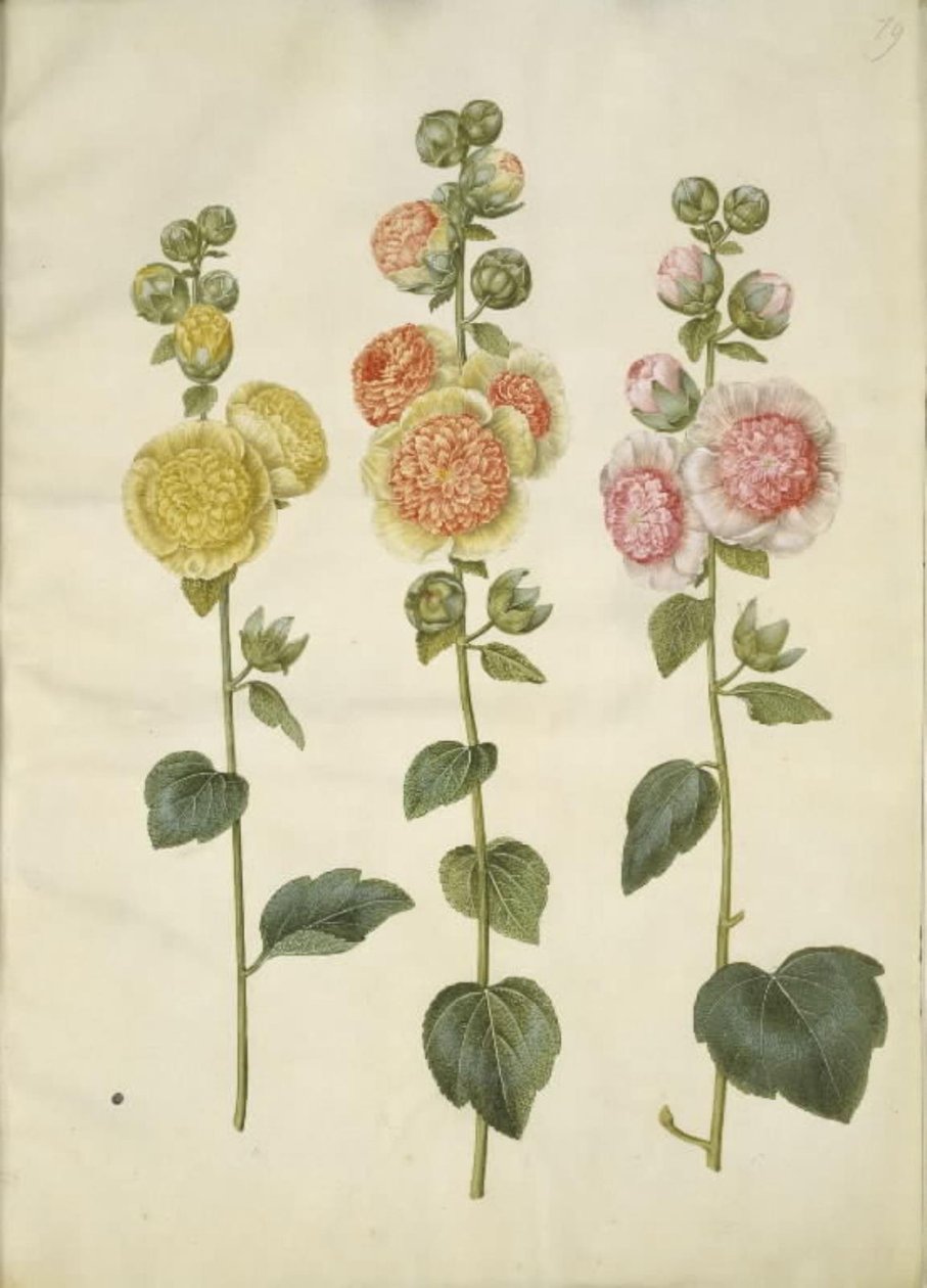 Alcea rosea (har-stokrose) af Hans Simon Holtzbecker