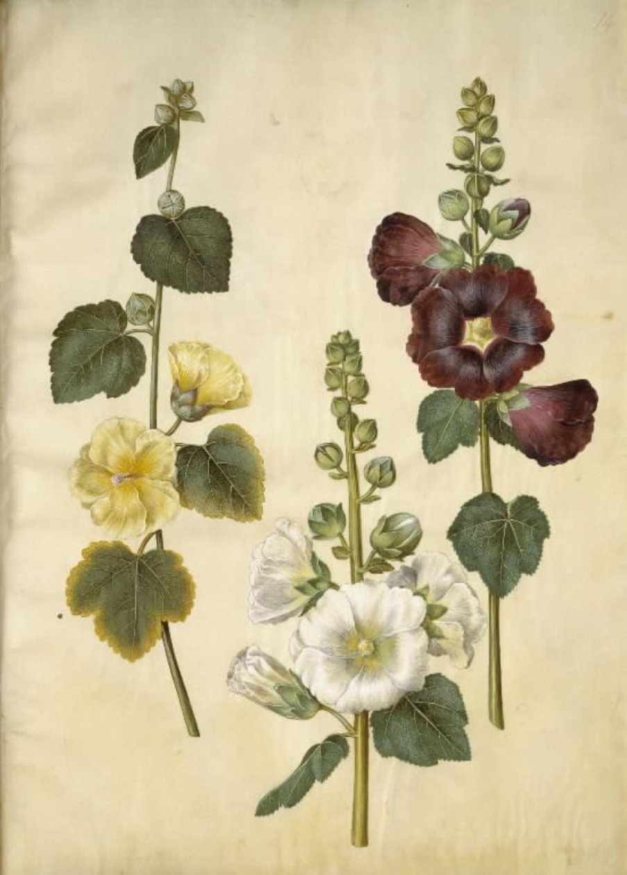 Alcea rosea (har-stokrose) af Hans Simon Holtzbecker