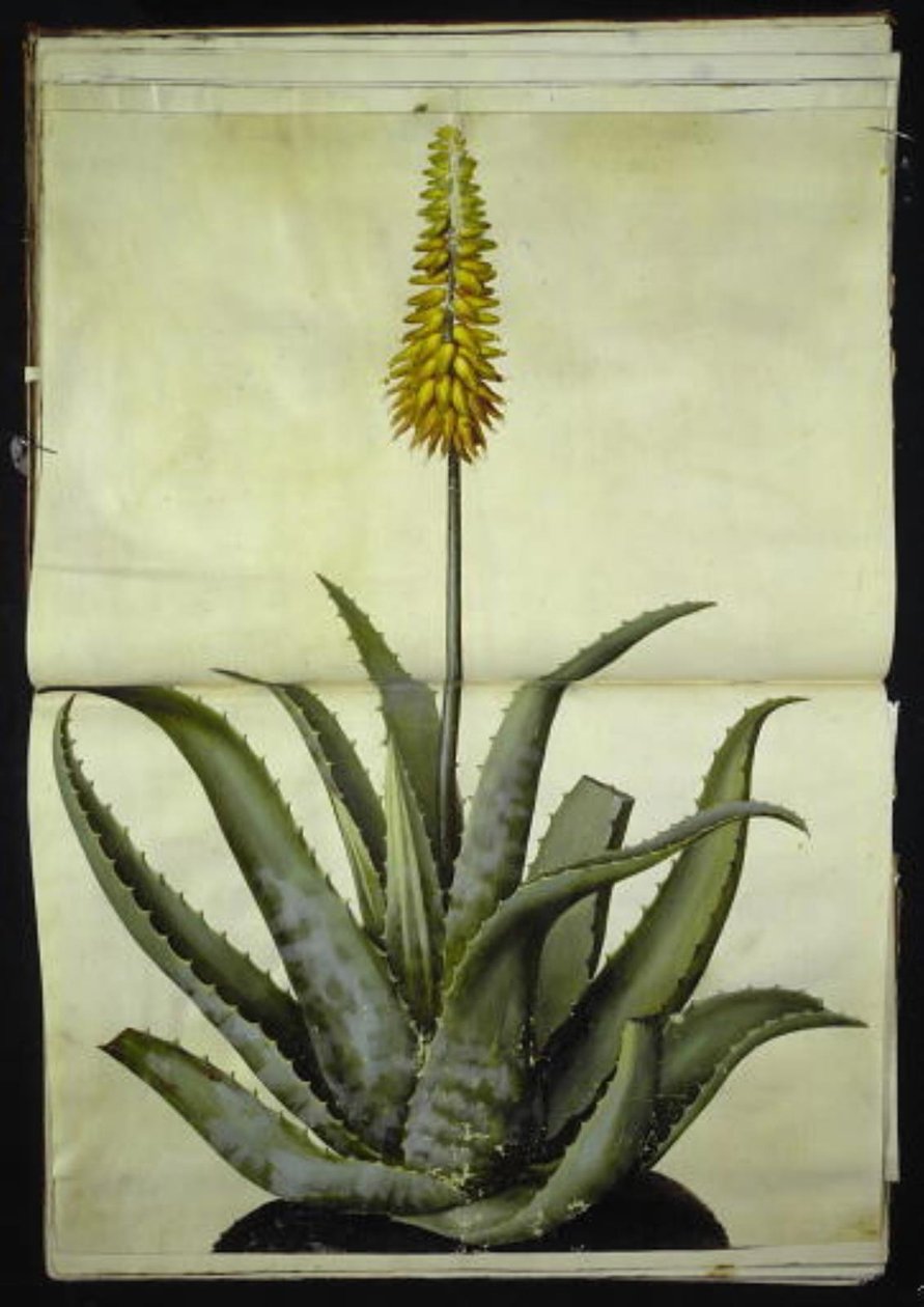 Aloe vera (læge-aloe) af Hans Simon Holtzbecker