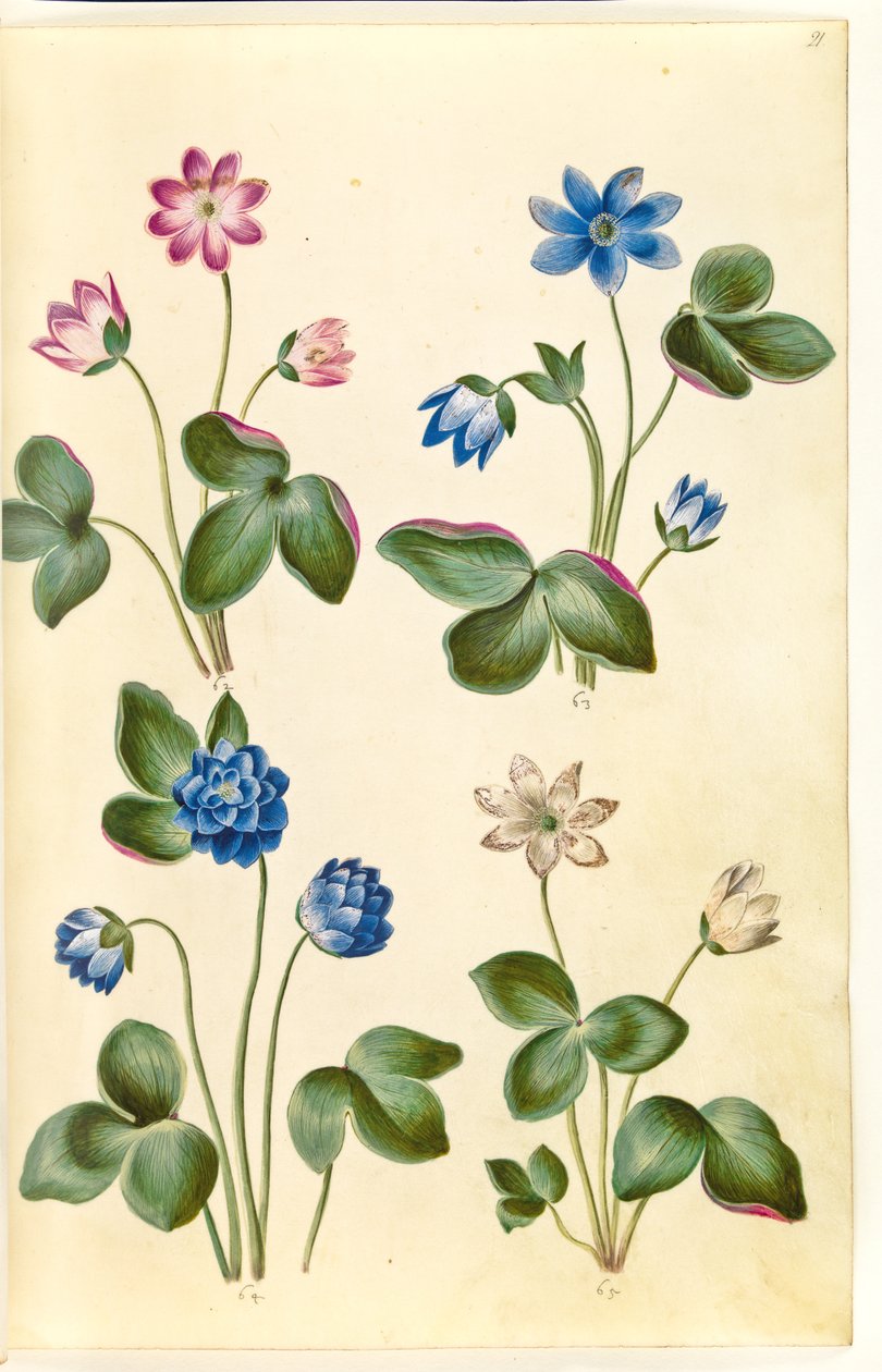 Anemone hepatica (blå anemone) af Hans Simon Holtzbecker