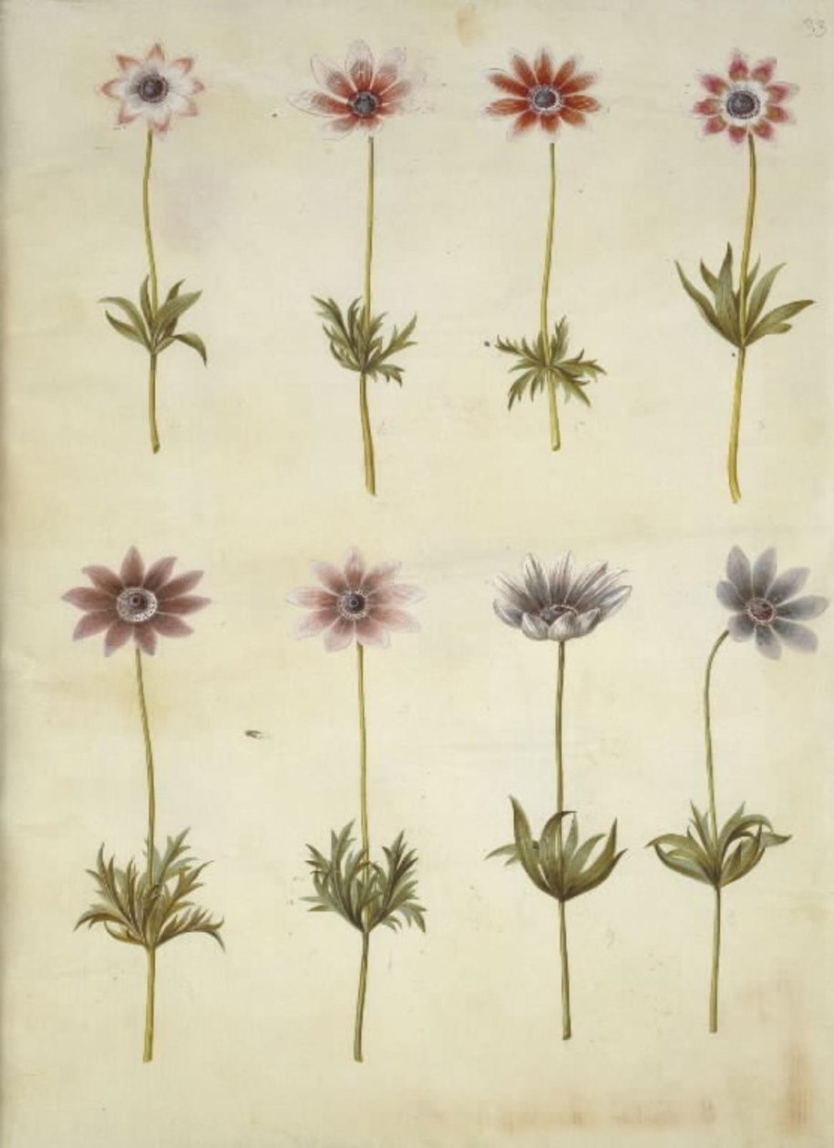 Anemone pavonina (påfugle-anemone) af Hans Simon Holtzbecker