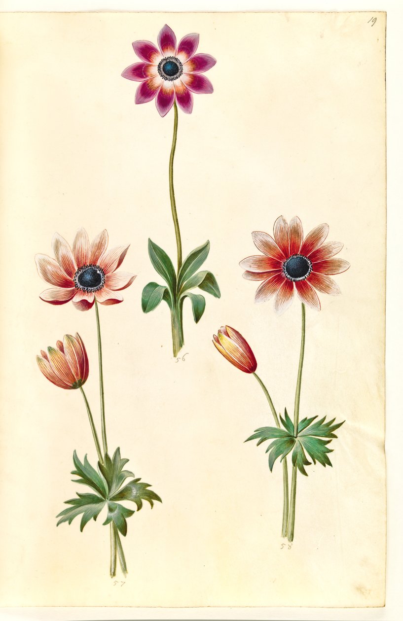 Anemone pavonina (påfugle-anemone) af Hans Simon Holtzbecker