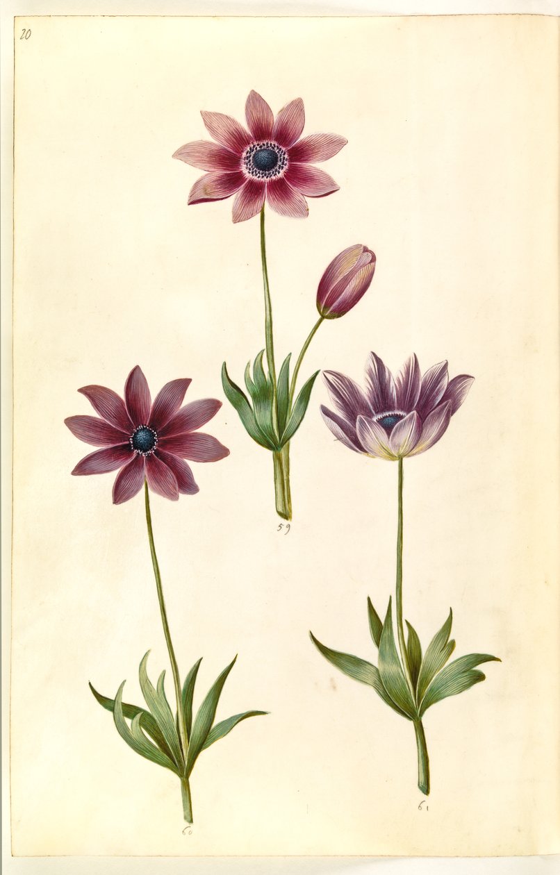Anemone pavonina (påfugle-anemone) af Hans Simon Holtzbecker
