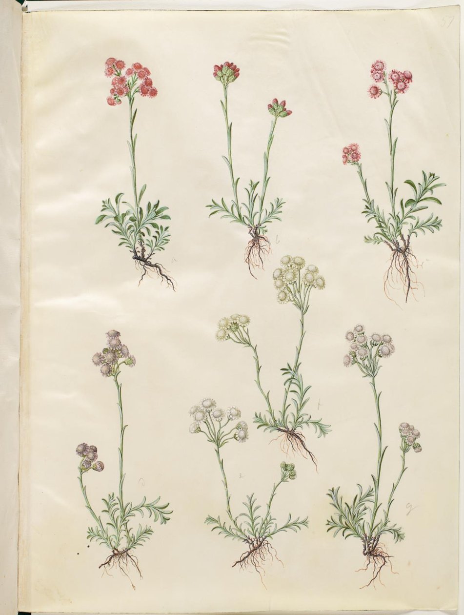 Antennaria dioica (almindelig kattefod) af Hans Simon Holtzbecker