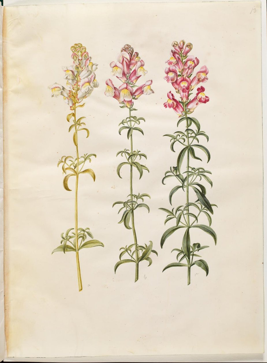 Antirrhinus majus (have-løvemund) af Hans Simon Holtzbecker
