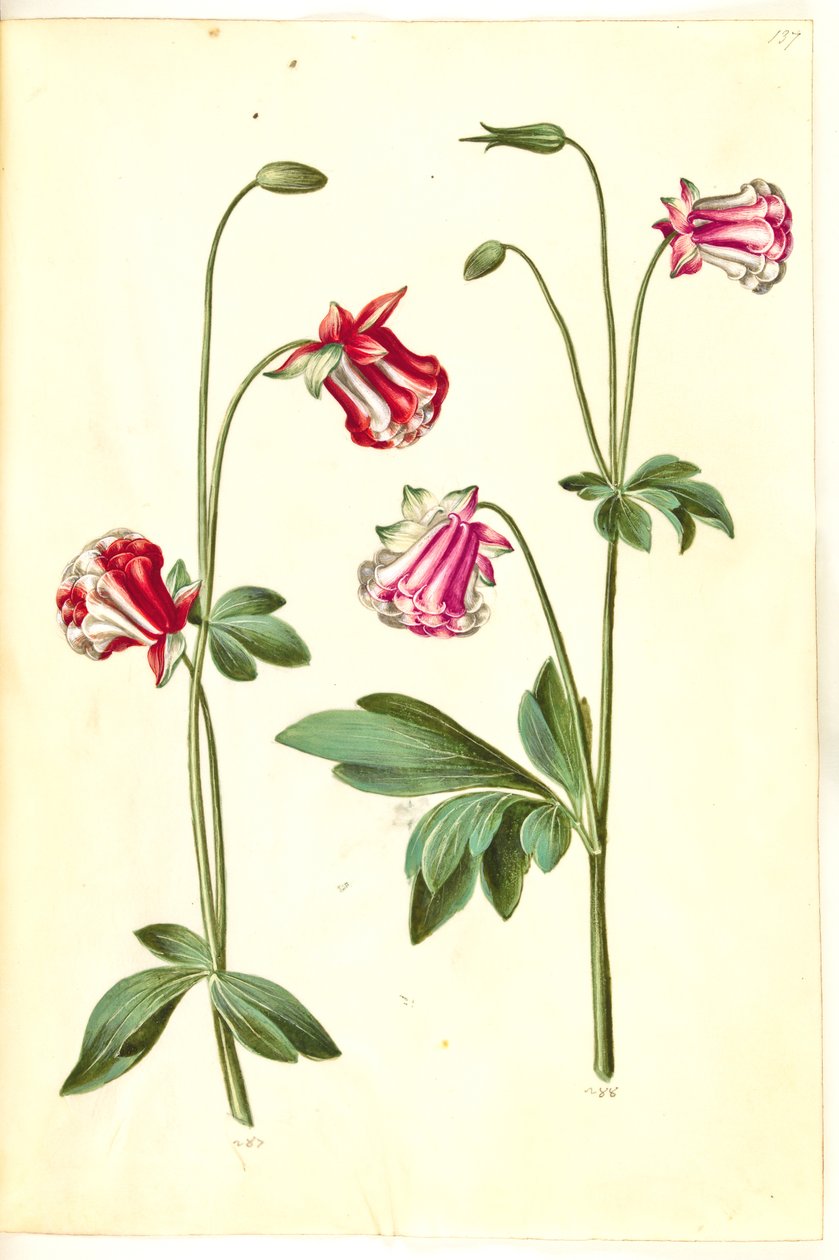 Aquilegia vulgaris (almindelig akeleje) af Hans Simon Holtzbecker