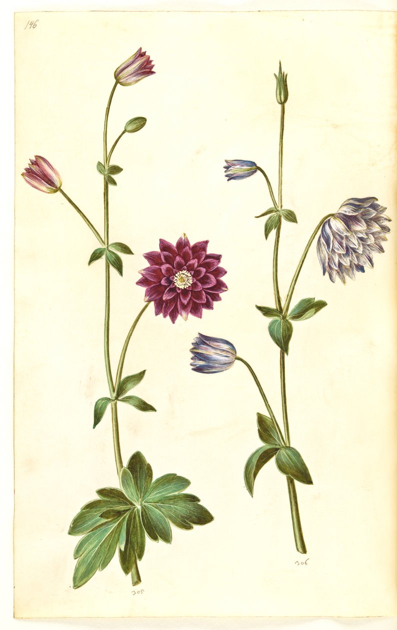 Aquilegia vulgaris (almindelig akeleje) af Hans Simon Holtzbecker
