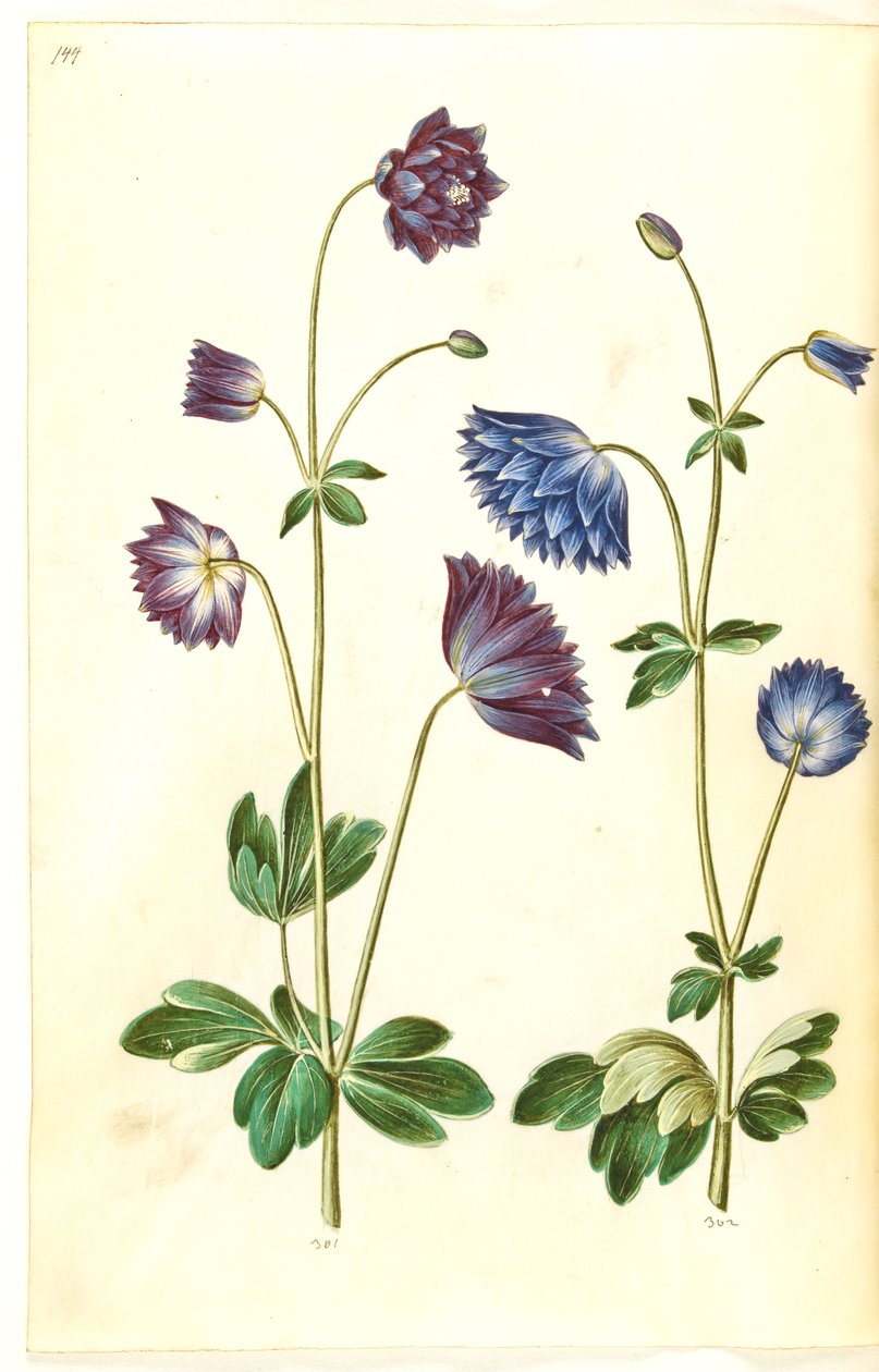 Aquilegia vulgaris (almindelig akeleje) af Hans Simon Holtzbecker