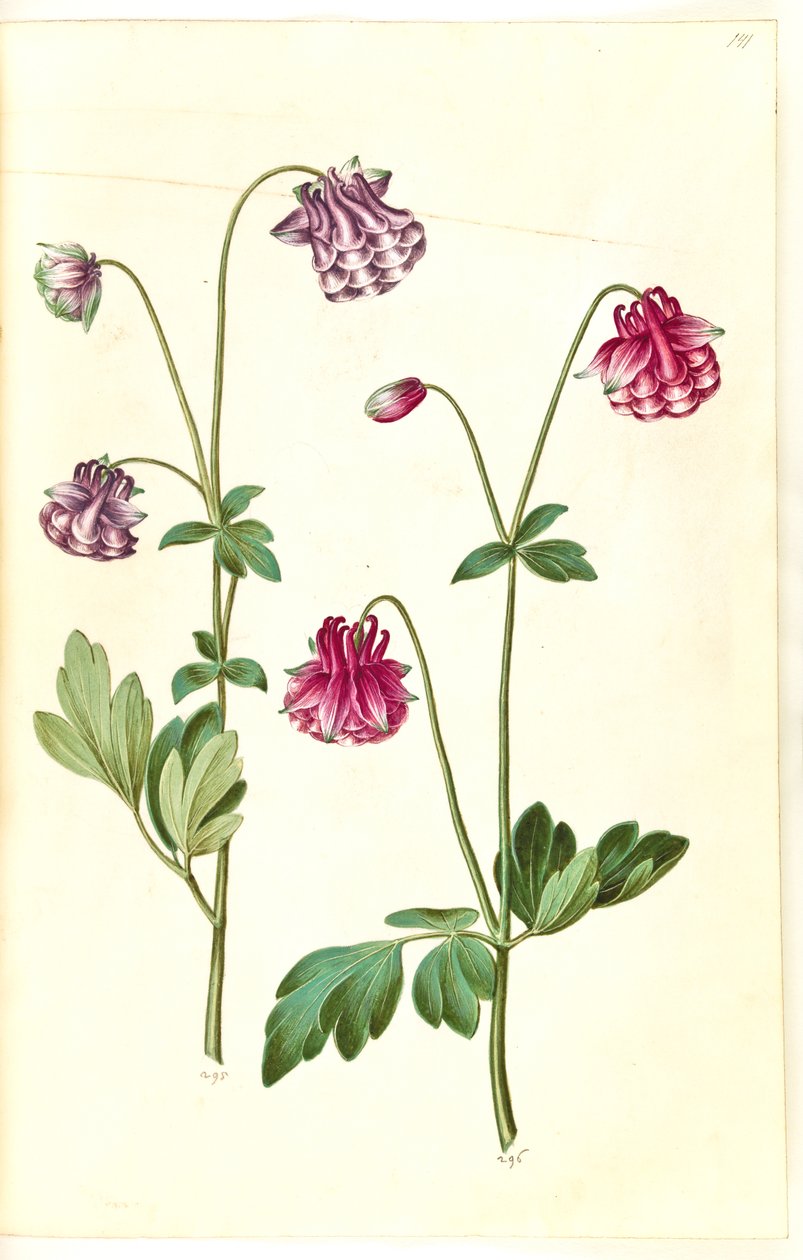 Aquilegia vulgaris (almindelig akeleje) af Hans Simon Holtzbecker