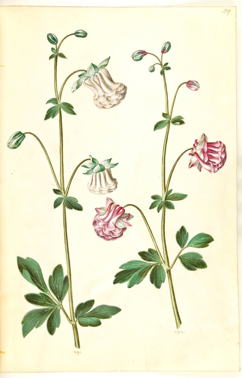 Aquilegia vulgaris (almindelig akeleje) af Hans Simon Holtzbecker