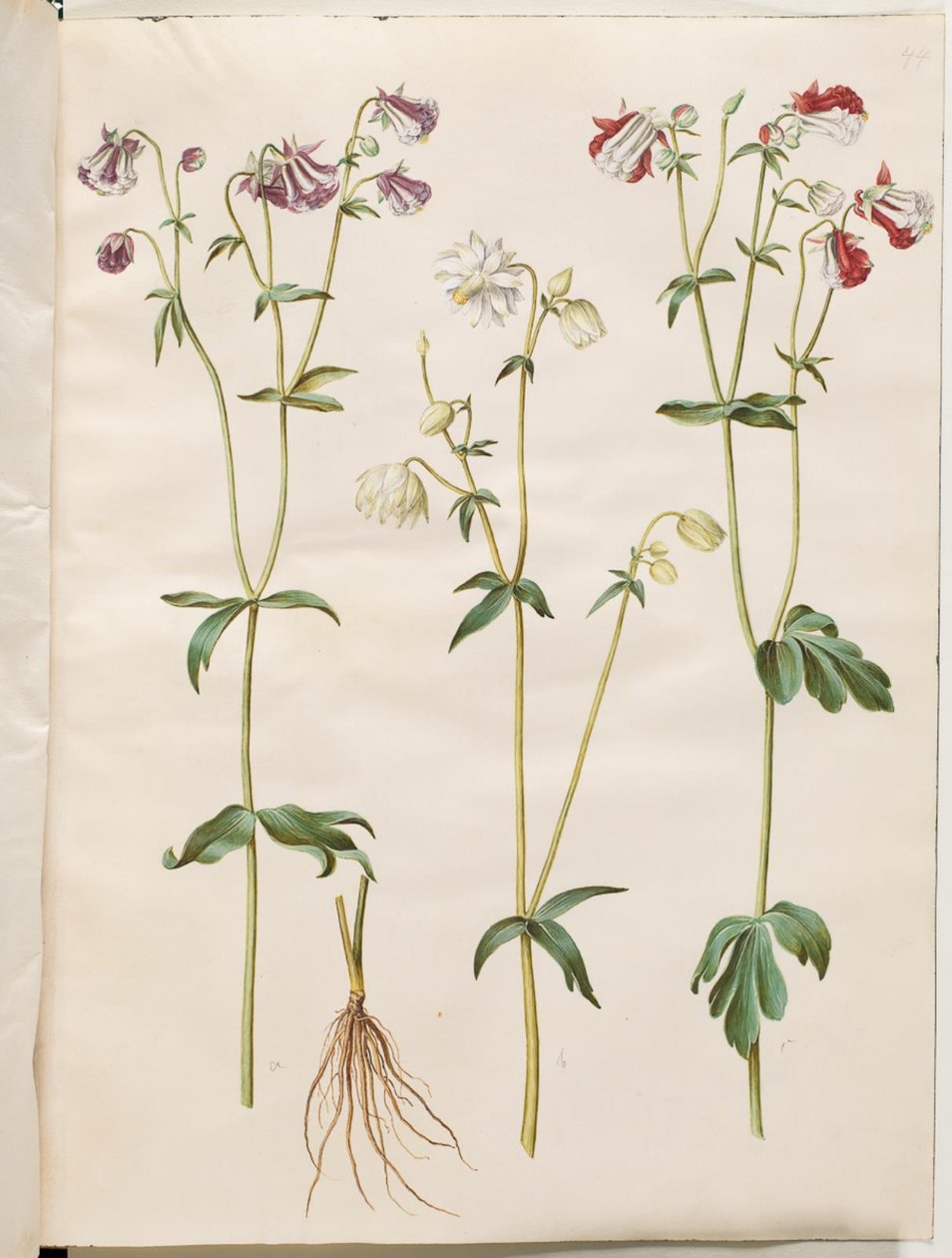 Aquilegia vulgaris (almindelig akeleje) af Hans Simon Holtzbecker