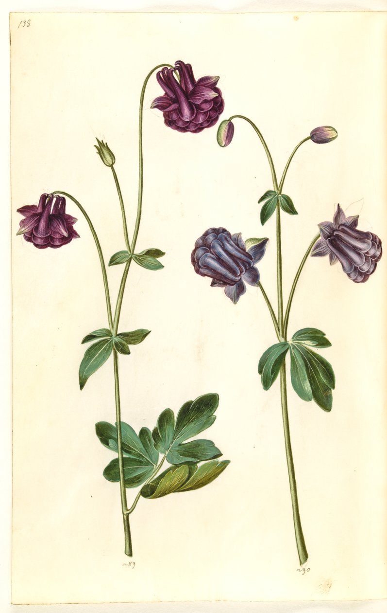 Aquilegia vulgaris (almindelig akeleje) af Hans Simon Holtzbecker