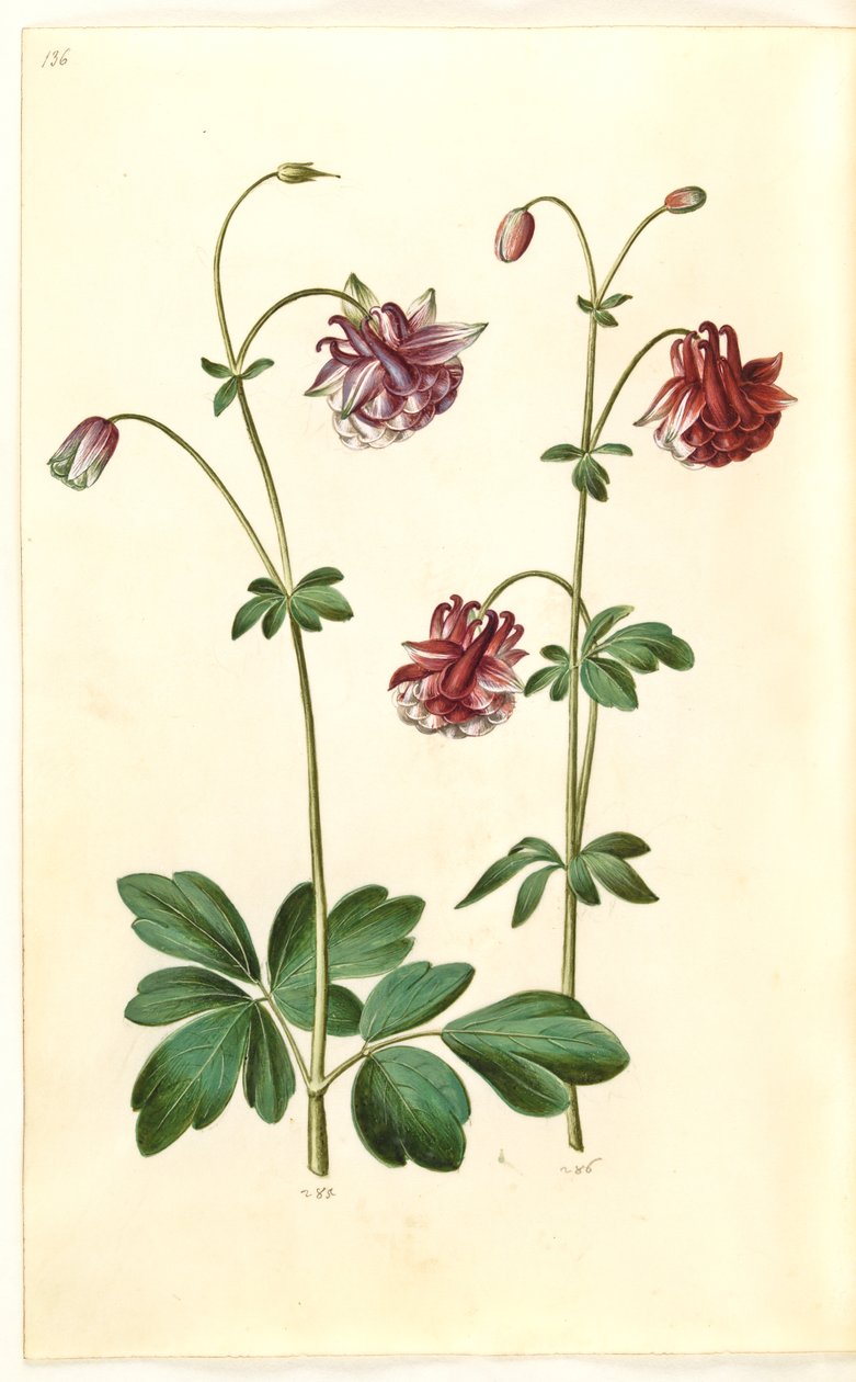 Aquilegia vulgaris (almindelig akeleje) af Hans Simon Holtzbecker