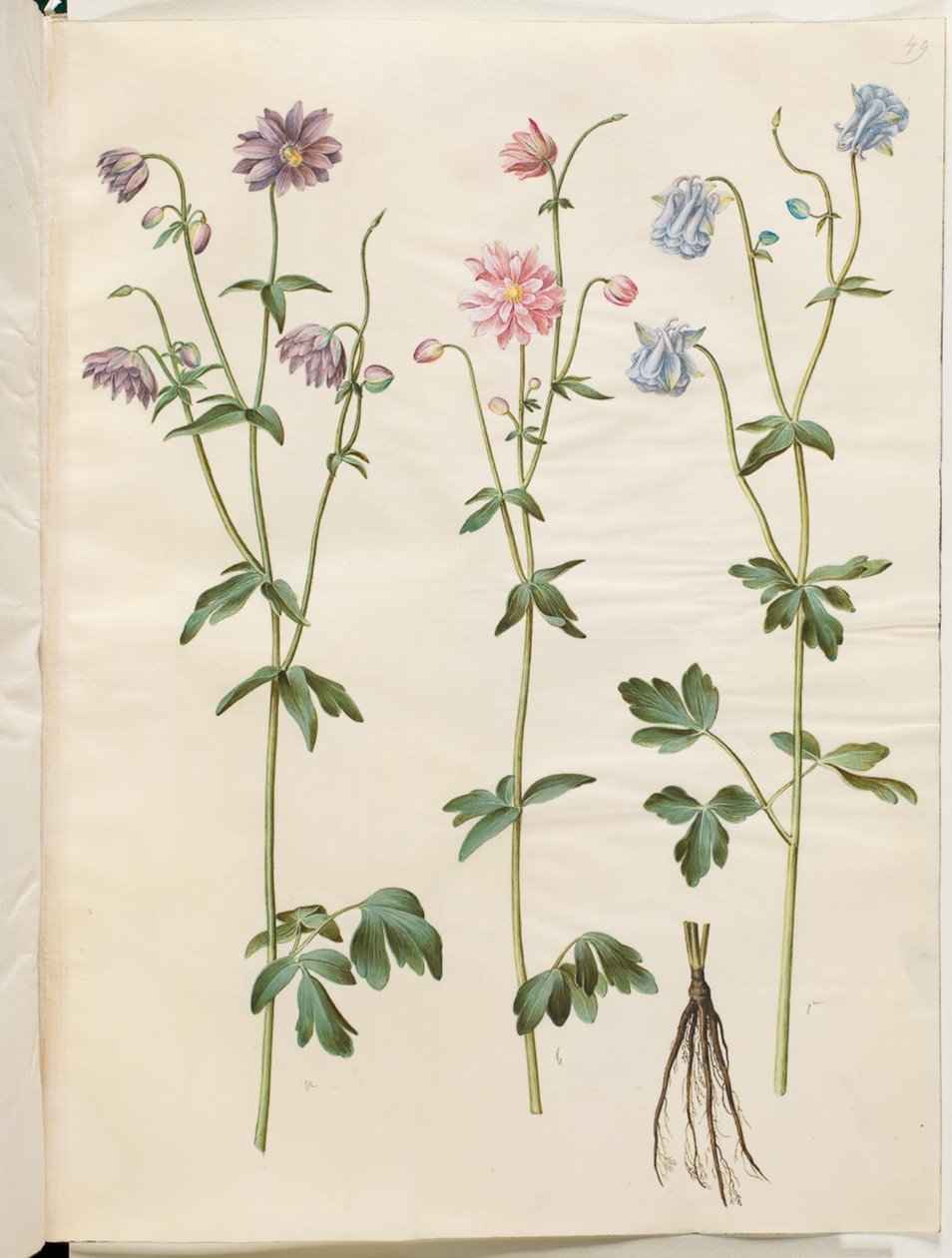 Aquilegia vulgaris (almindelig akeleje) af Hans Simon Holtzbecker
