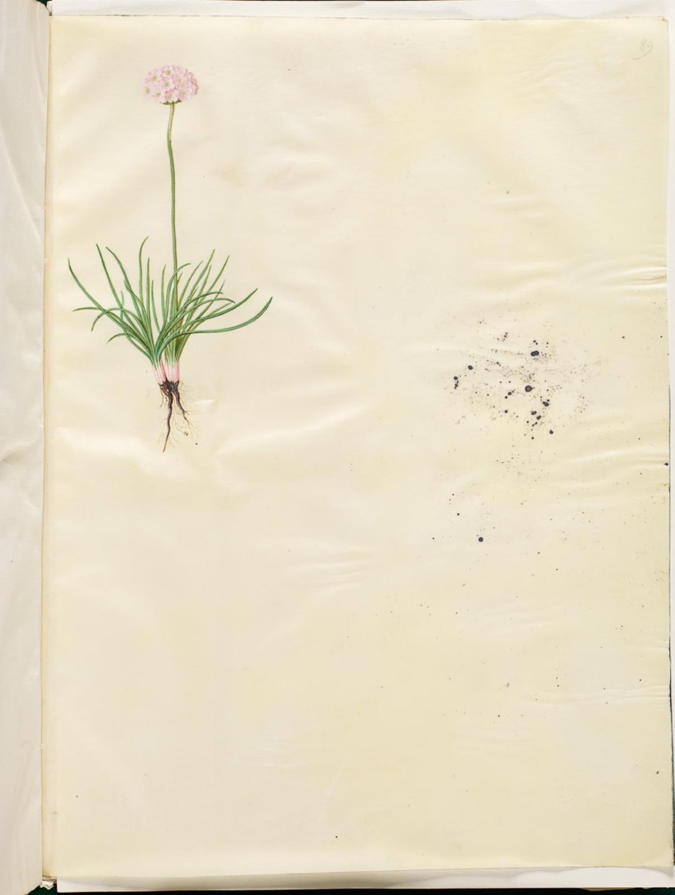 Armeria maritima (almindelig engelskgræs) af Hans Simon Holtzbecker