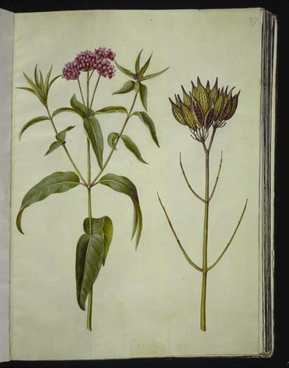Asclepias incarnata (rose-silkeplante) af Hans Simon Holtzbecker