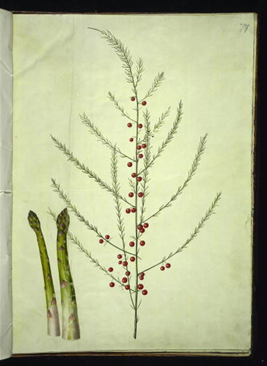 Asparagus officinalis (almindelig asparges) af Hans Simon Holtzbecker