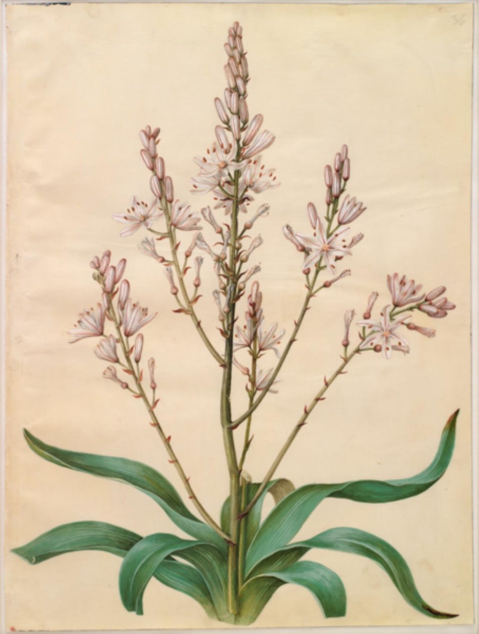 Asphodel ramosus (grøn påskelilje) af Hans Simon Holtzbecker