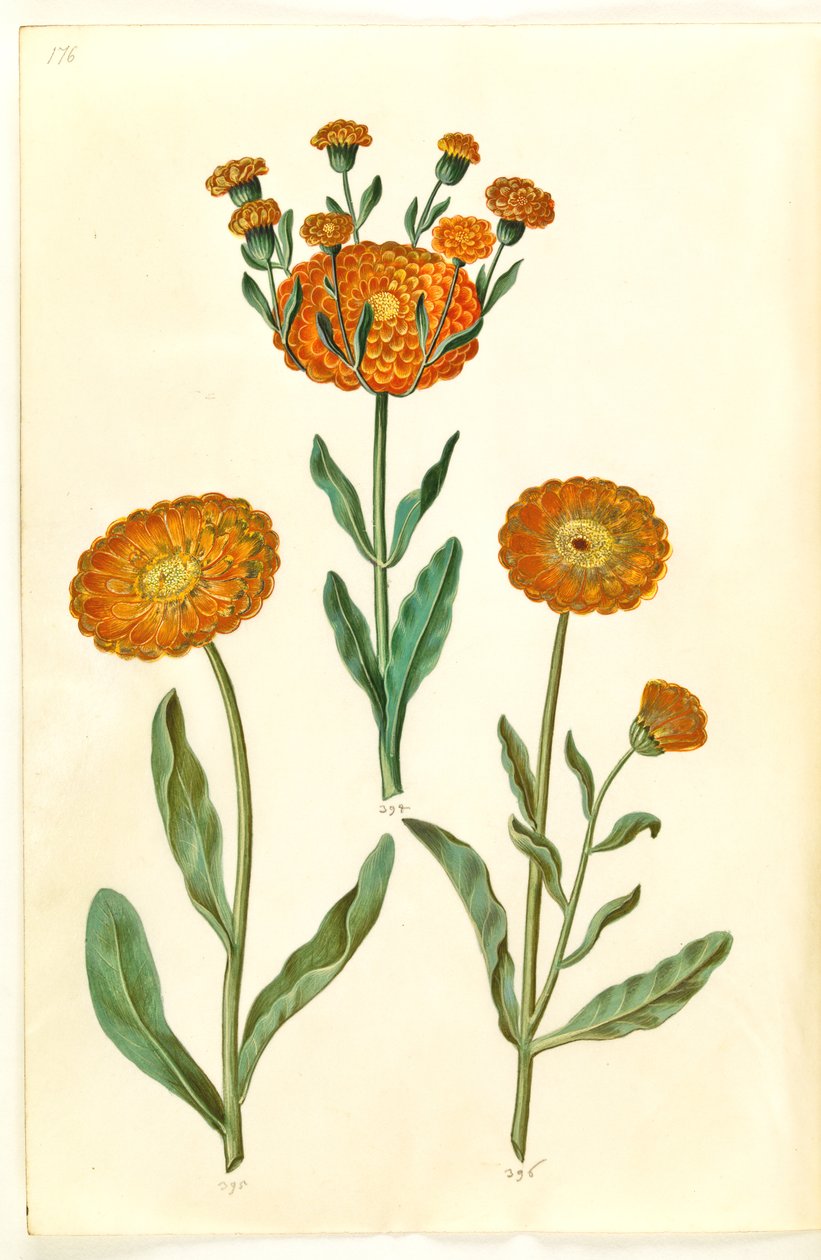 Calendula officinalis (have-morgenfrue) af Hans Simon Holtzbecker