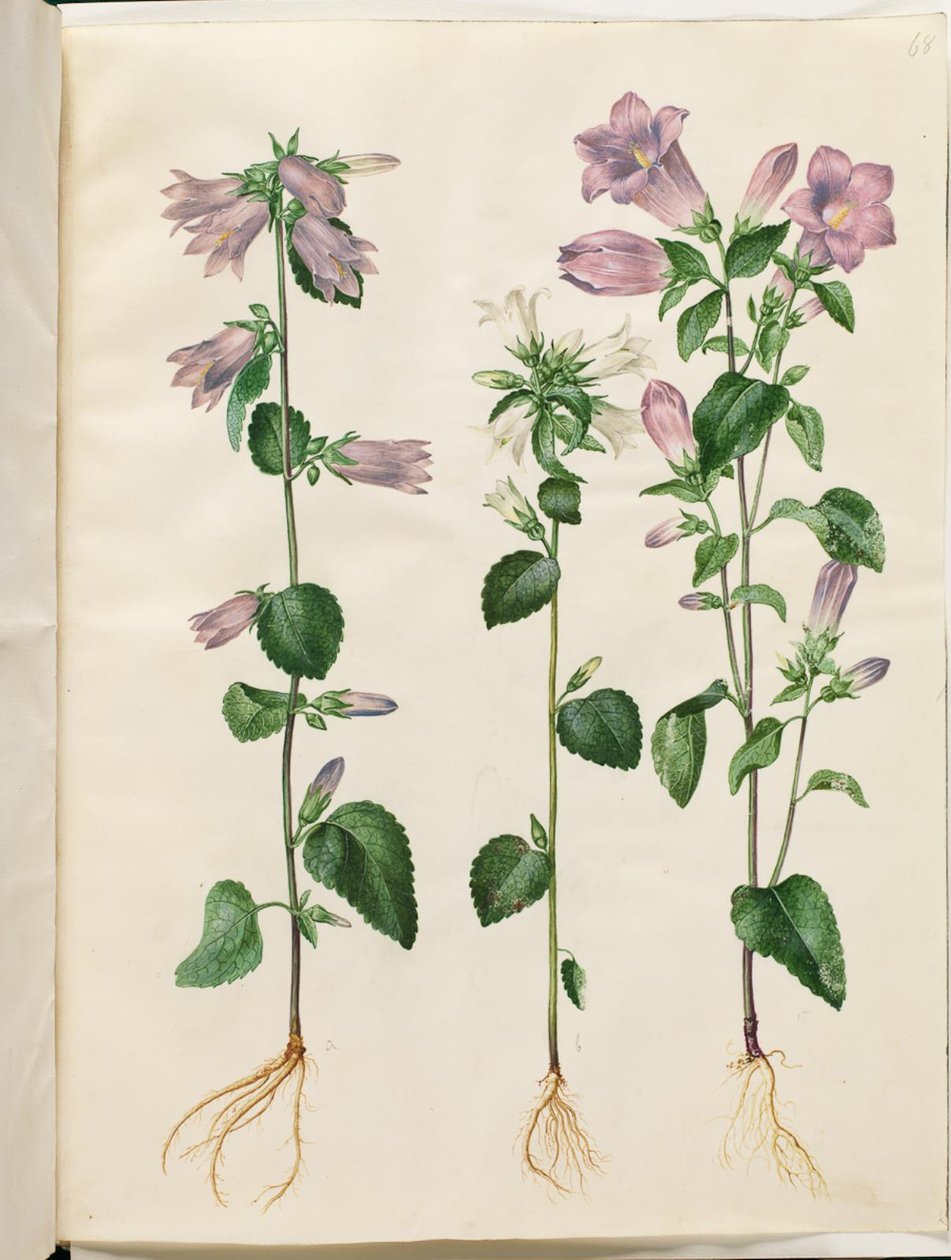 Campanula trachelium (nælde-klokke); Campanula medium (marie-klokke) af Hans Simon Holtzbecker