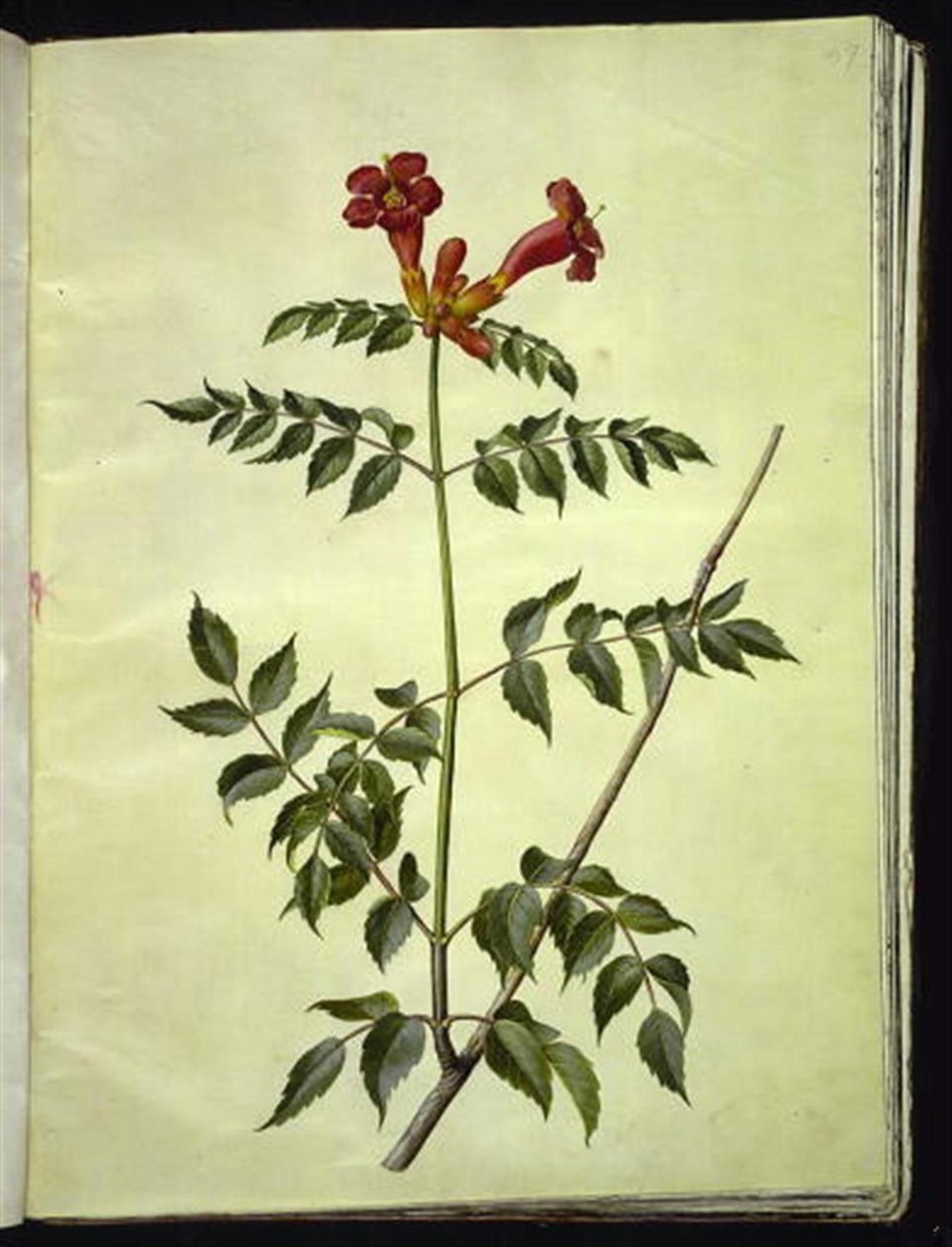 Campsis radicans (almindelig trompetblomst) af Hans Simon Holtzbecker