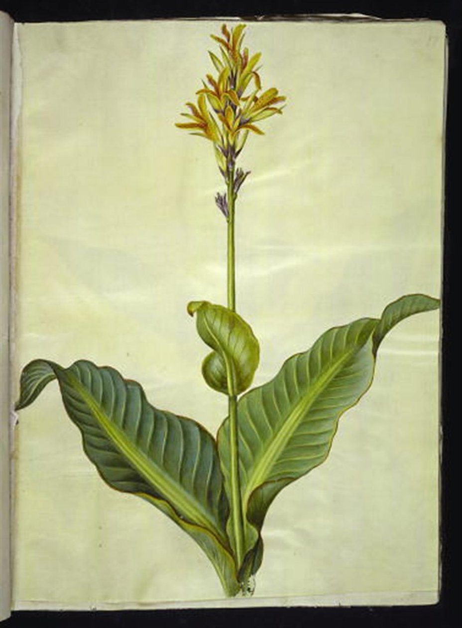 Canna Indica (spiselig kana) af Hans Simon Holtzbecker