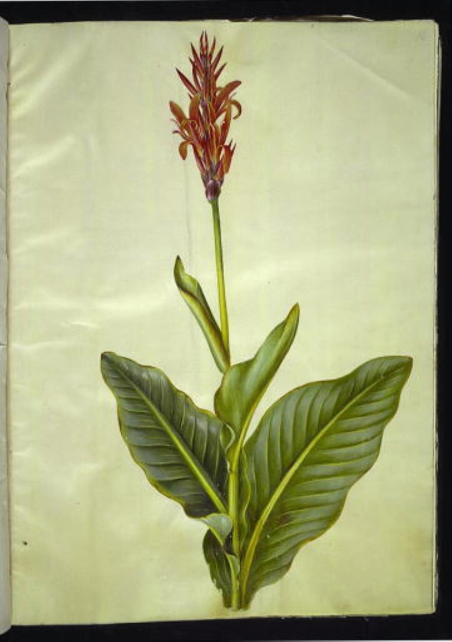 Canna indica (spiselig canna) af Hans Simon Holtzbecker
