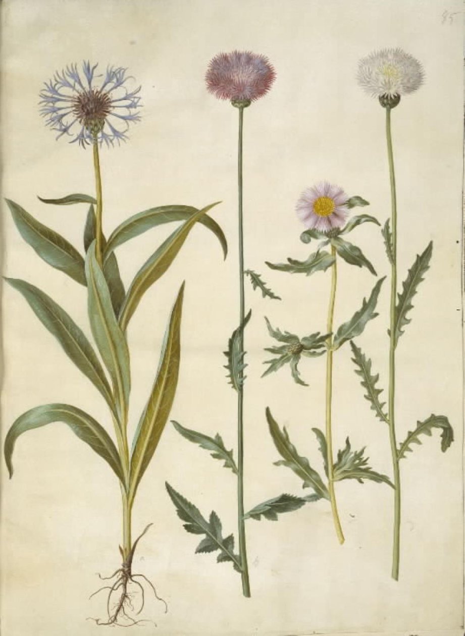 Centaurea montana (bjerg-knopurt); Amberboa moschata (duft-sultan) af Hans Simon Holtzbecker