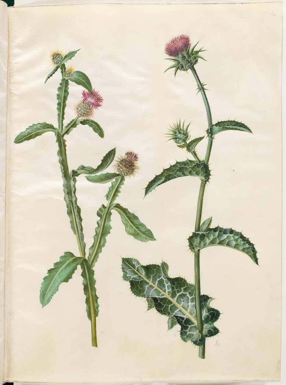 Centaurea seridis; Silybum marianum (almindelig marietidsel) af Hans Simon Holtzbecker